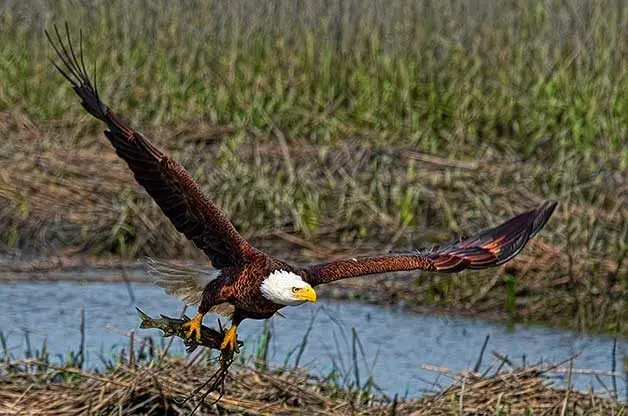 Los tipos de águilas en América del Norte