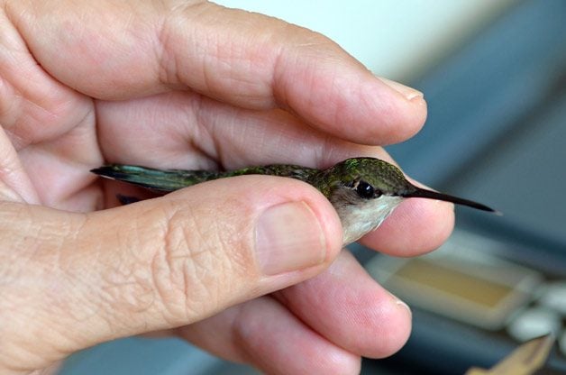 Datos sobre el rastreo y anillado de colibríes