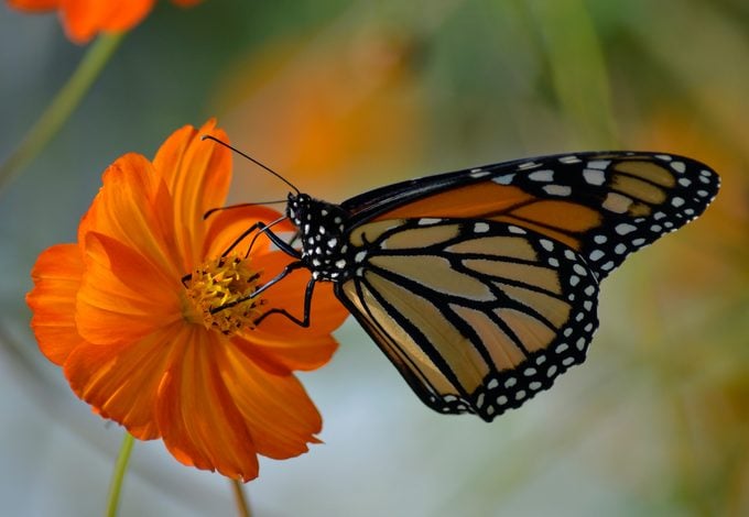 Depredadores de la mariposa monarca y parásitos a tener en cuenta
