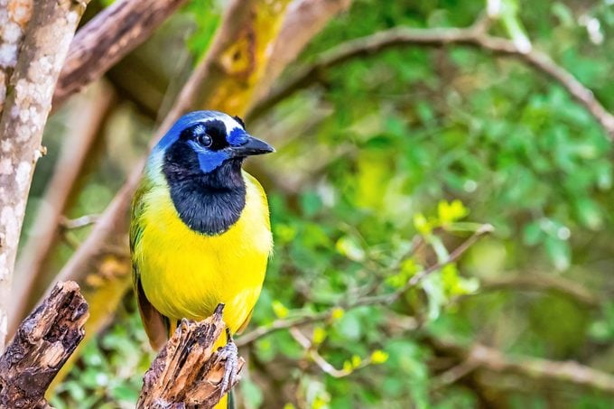 Descubra las asombrosas aves del Valle del Bajo Río Grande