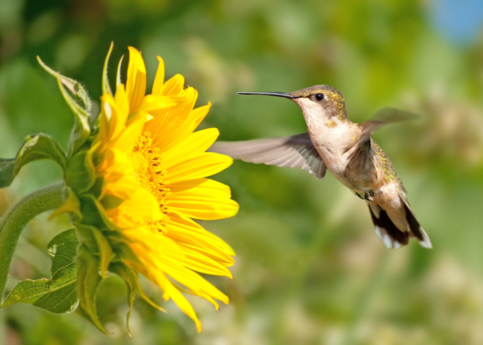 ¿A los colibríes les gustan los girasoles? ¡Atrayendo a través de las flores!