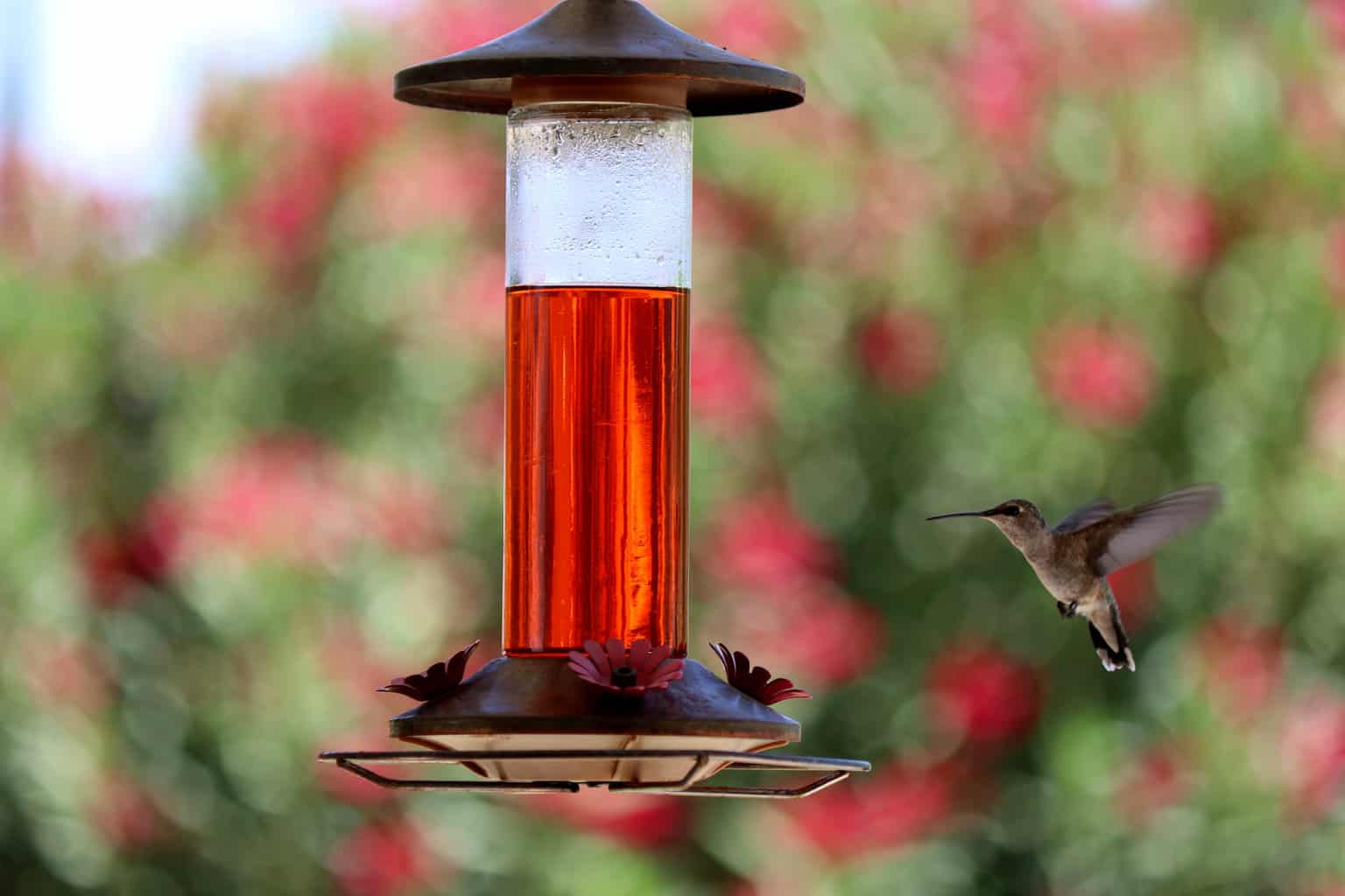 Cómo atraer colibríes a tu jardín (+ otras preguntas frecuentes)
