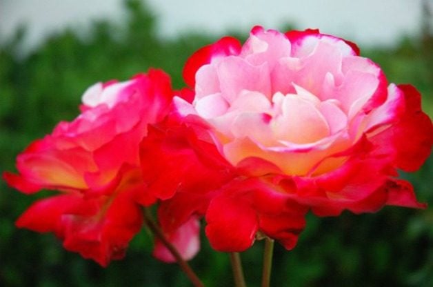 Significados de los colores de las rosas: lo que debes saber