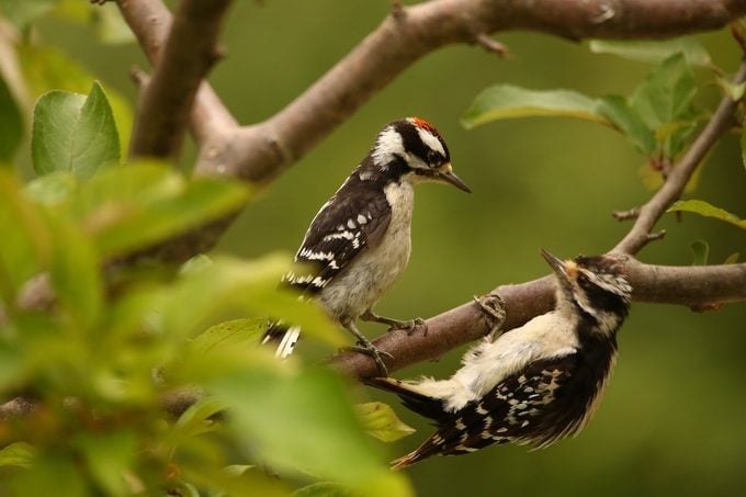 Downy vs Hairy Woodpecker: Cómo saber la diferencia