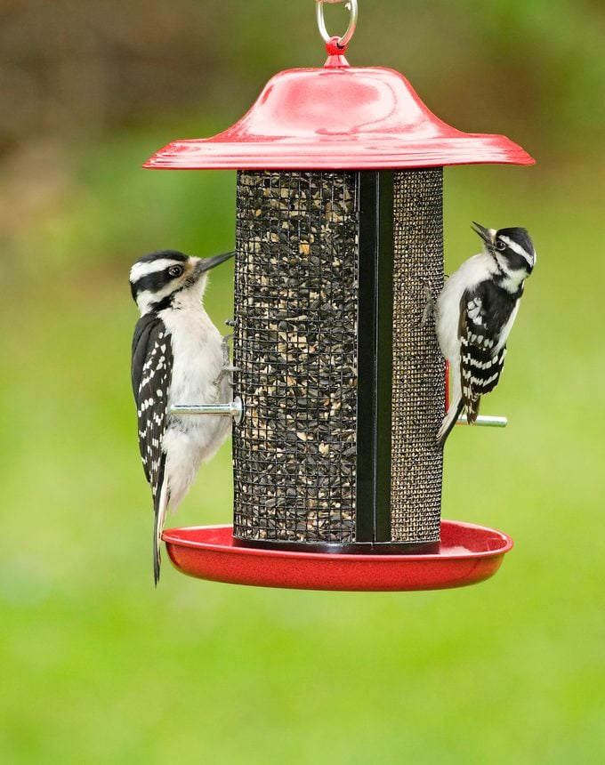 Downy vs Hairy Woodpecker: Cómo saber la diferencia