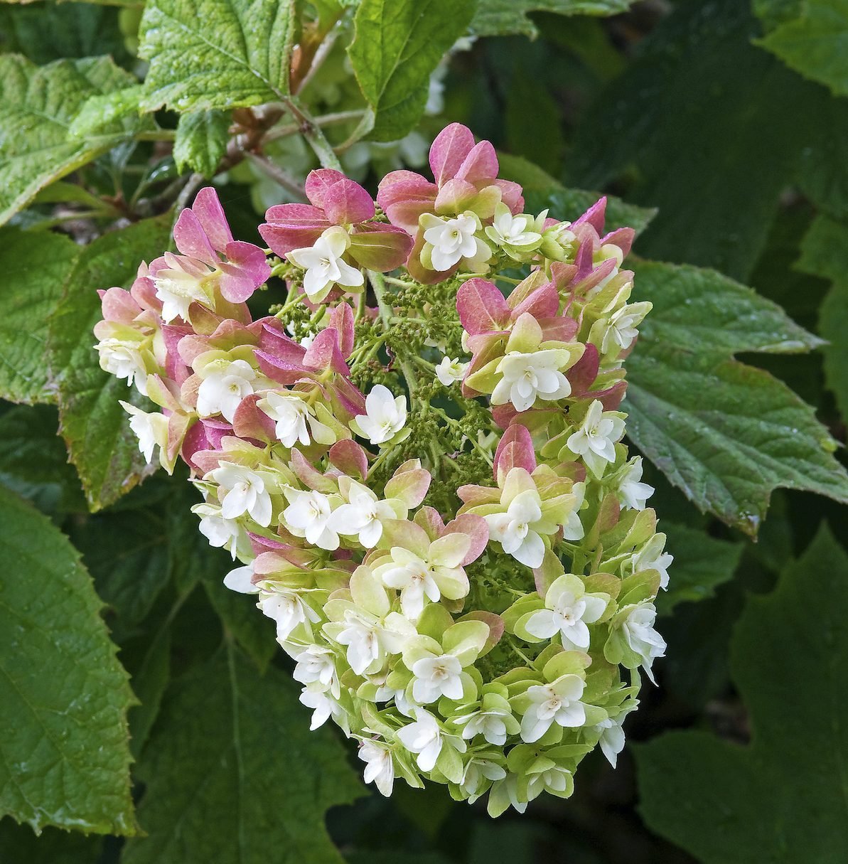 Cuidado de la Hortensia Oakleaf y 11 Variedades para Cultivar