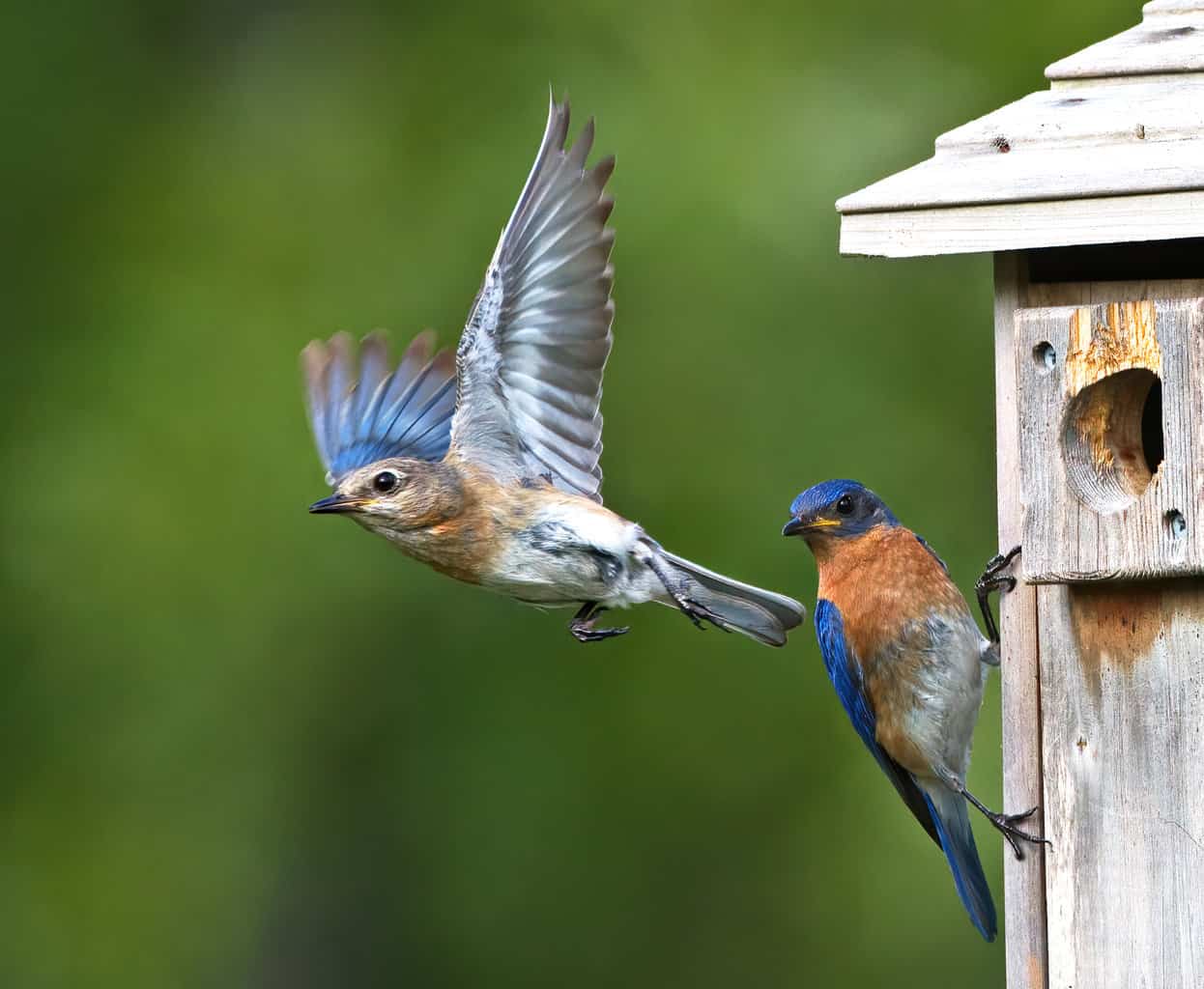 25 aves en Maryland: ¡nuestra guía fascinante de la vida silvestre local!