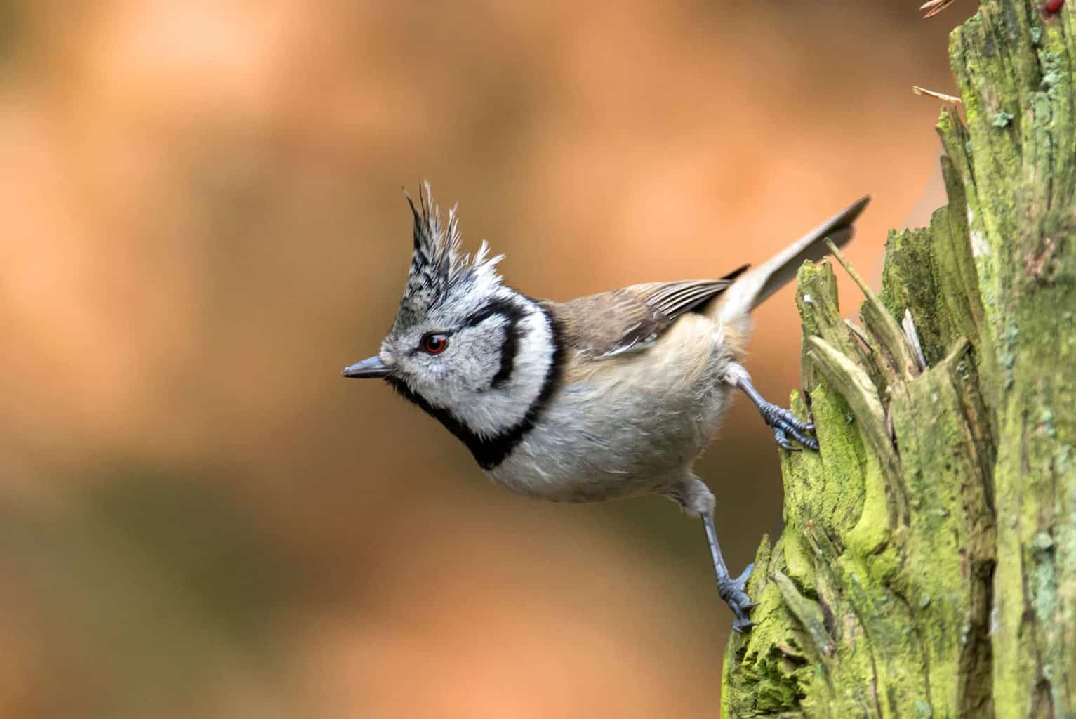 El Herrerillo Crestado – Datos Fascinantes Sobre Este Lindo Pájaro