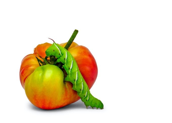 Evite que el gusano cornudo del tomate dañe sus tomates
