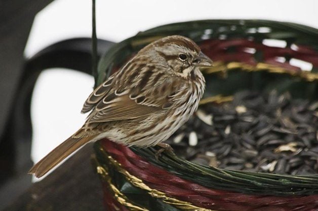 Alimentando pájaros con cestas recicladas