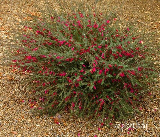 Planta Valentine Bush para la belleza de la floración en invierno