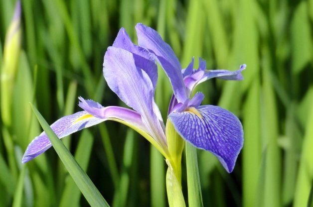 Iris de bandera azul para jardines de flores húmedas