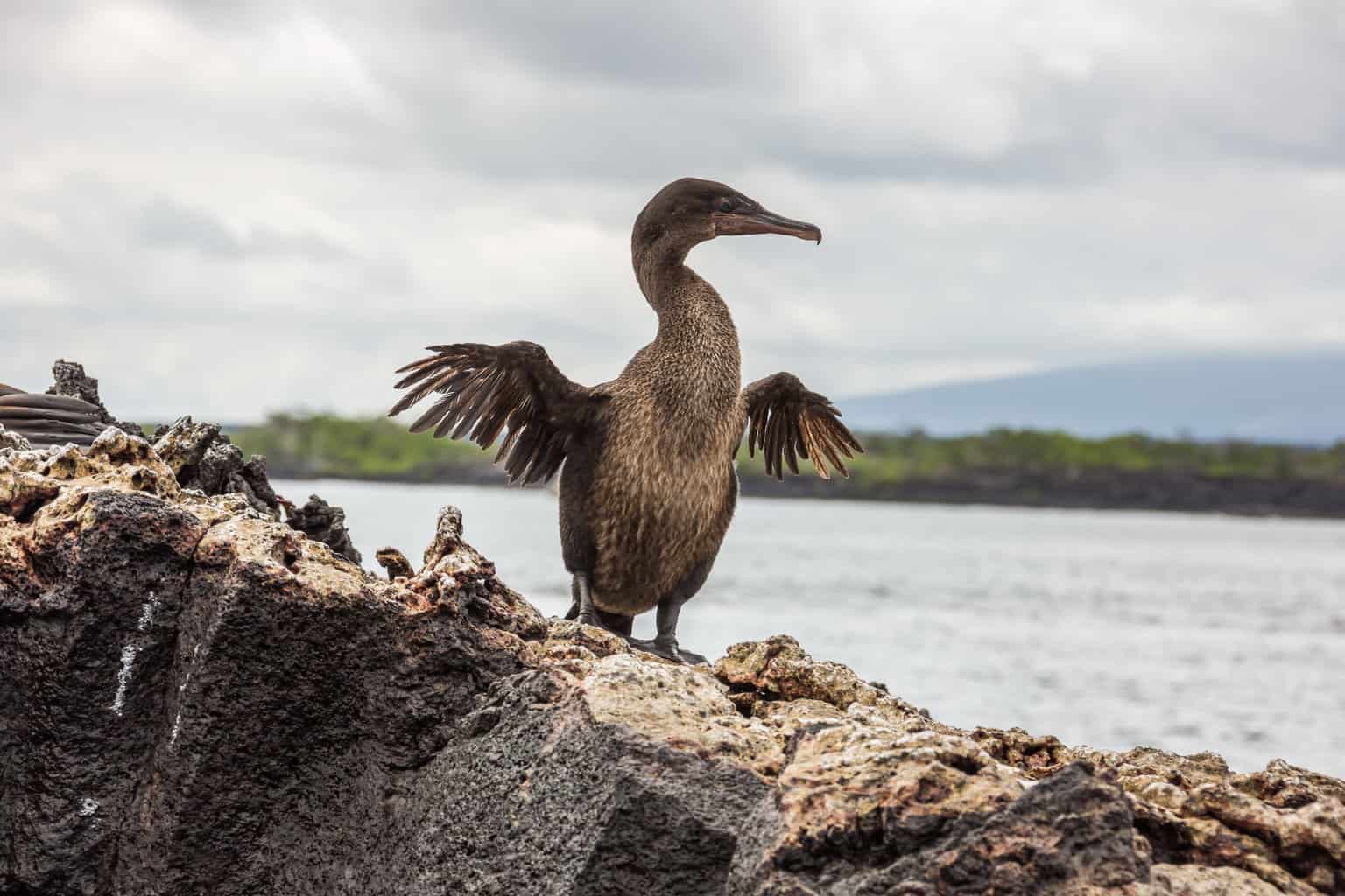 El cormorán no volador: un nativo de las islas Galápagos