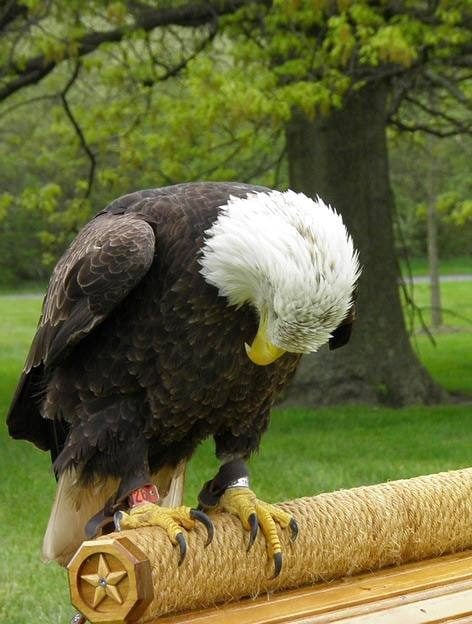 Fotografía de aves | Fotografía de aves: un águila calva especial