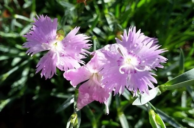 Pruebe Firewitch Dianthus para flores fragantes