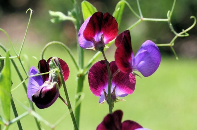 Las 10 mejores flores aromáticas | Jardinería de flores