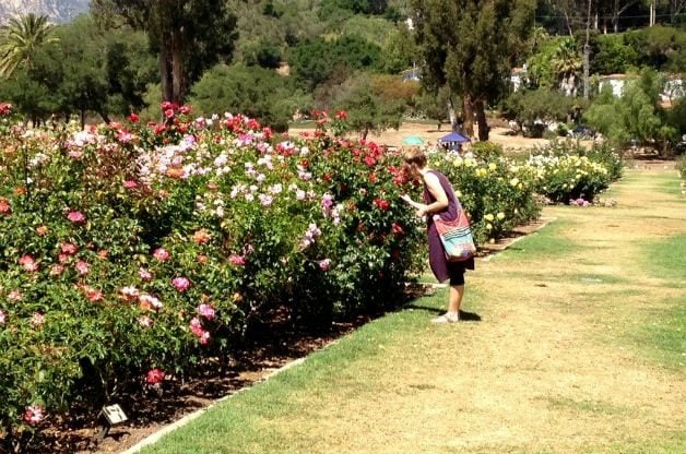 Garden Travels: Jardín de rosas de la Misión de Santa Bárbara