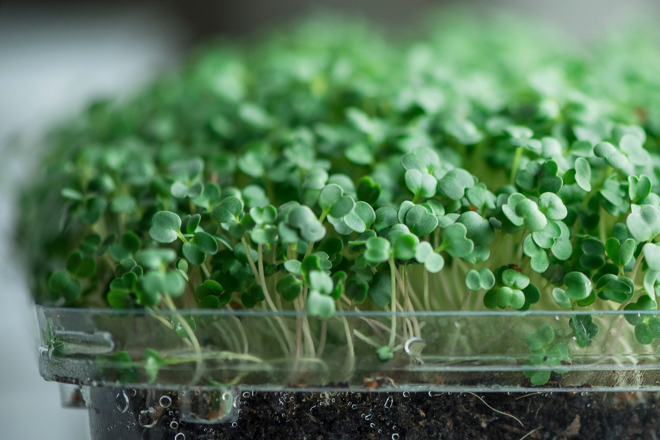 Las mejores opciones del kit Microgreens para cultivar en interiores