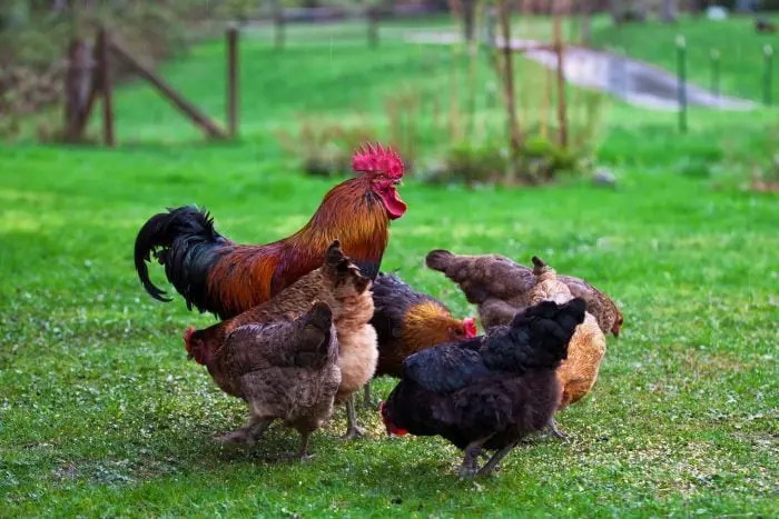 Gripe aviar: ¿Debe quitar los comederos?