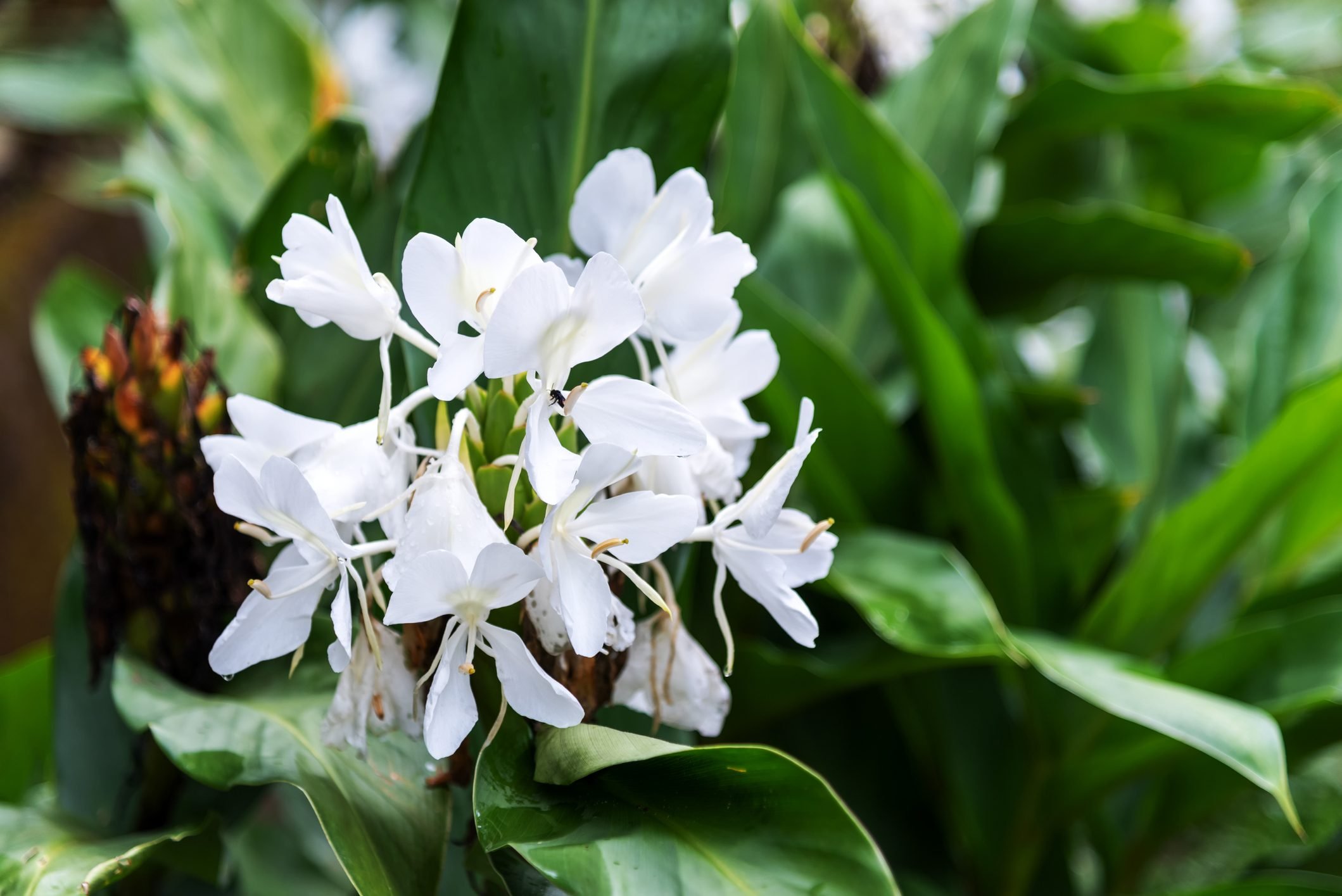Cultivar lirio de jengibre tropical para flores de temporada tardía