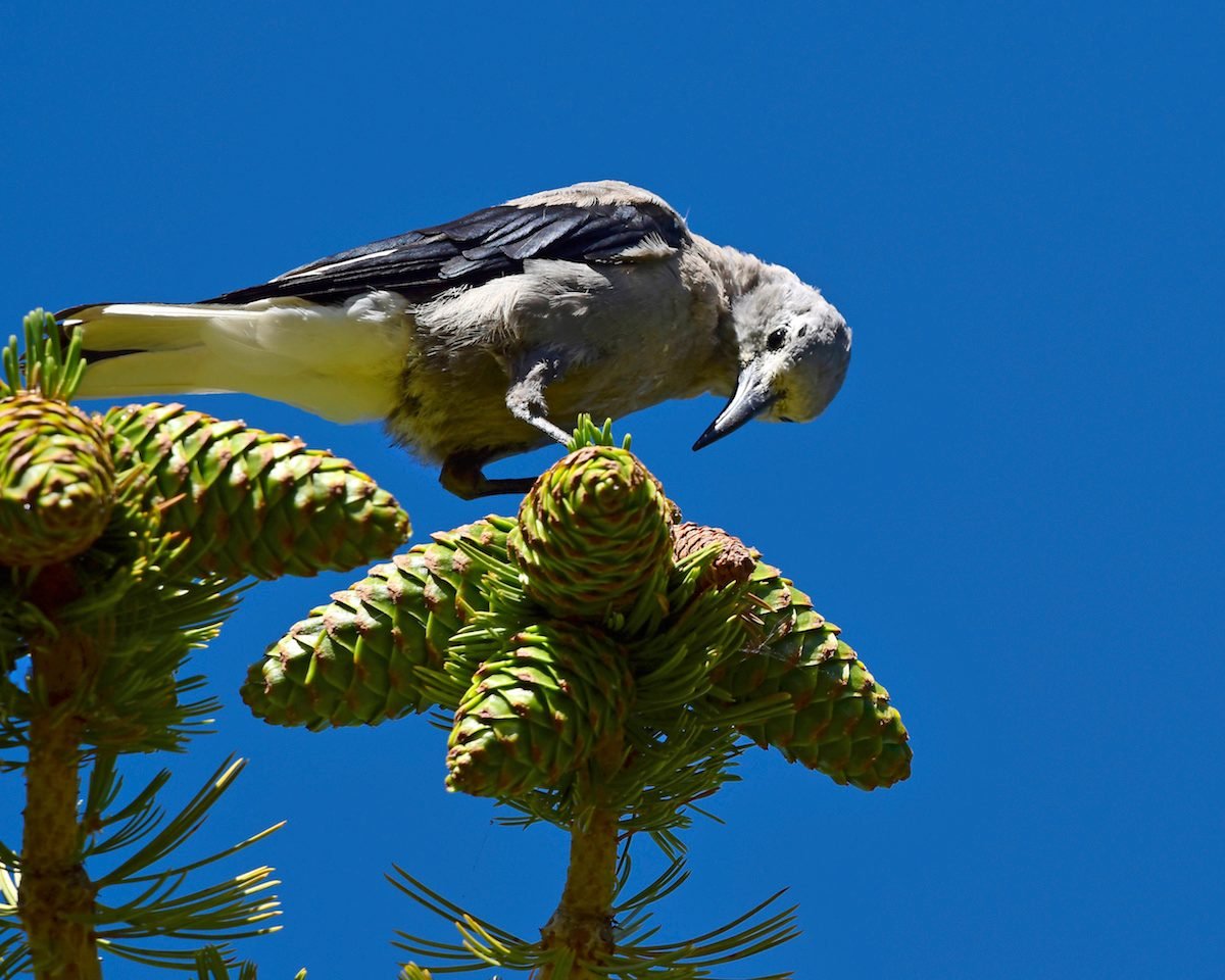 Explore las aves y la naturaleza en el Parque Nacional Great Basin
