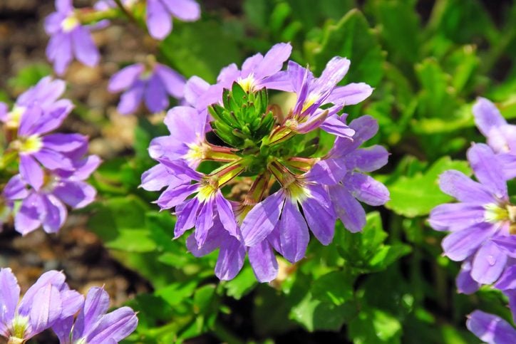 Las 10 mejores plantas tolerantes al calor | Jardinería de flores