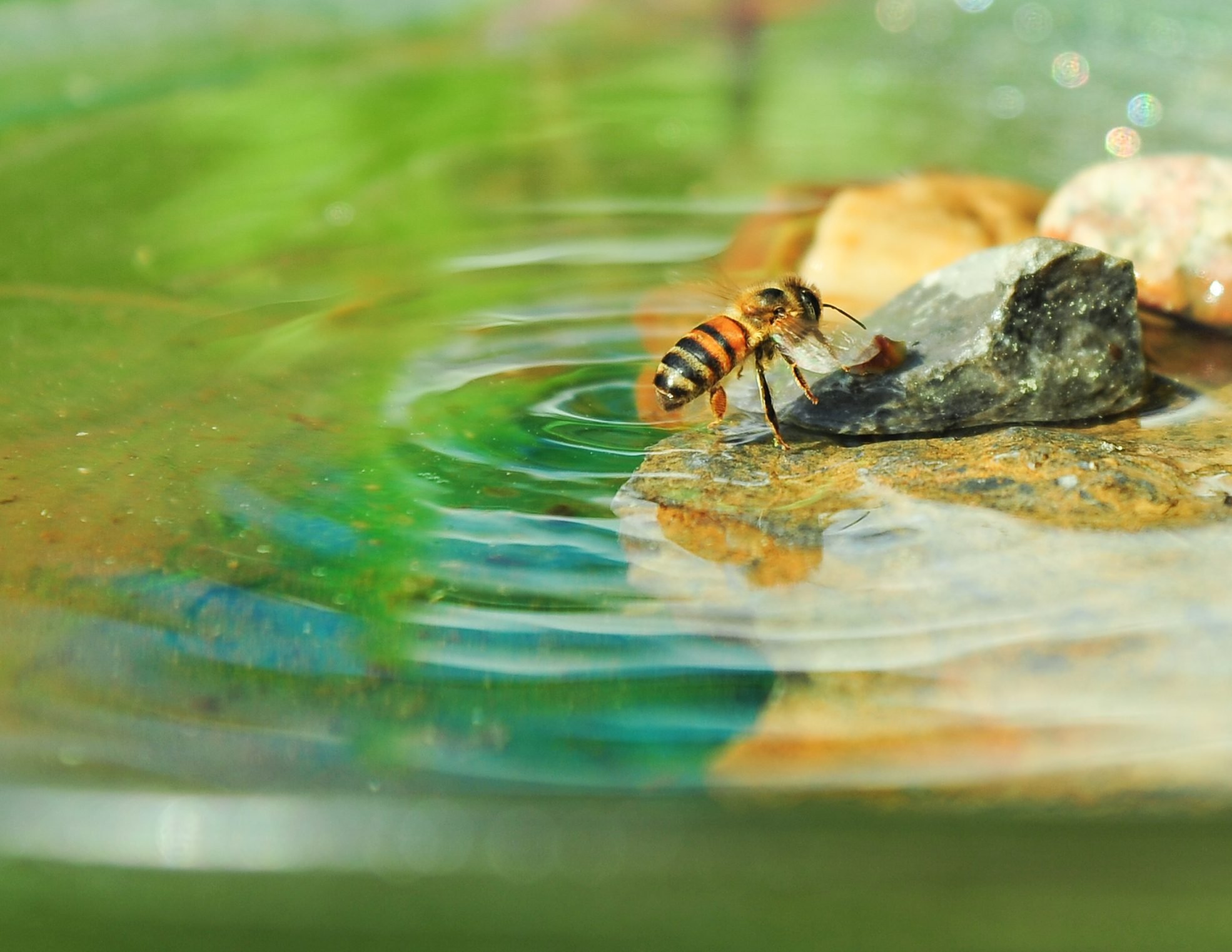 ¿Debe proporcionar agua potable a las abejas?