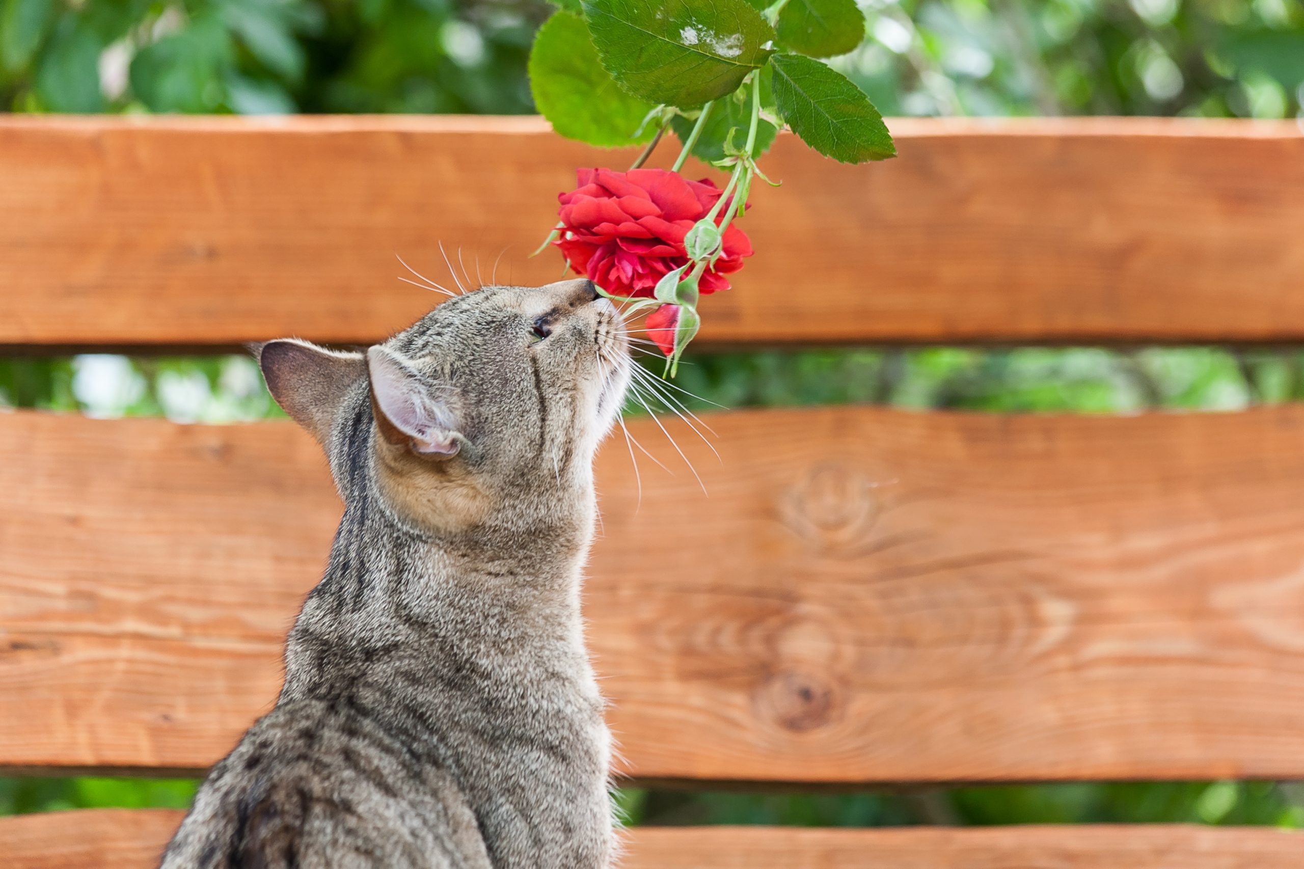 ¿Son las rosas tóxicas para perros y gatos?