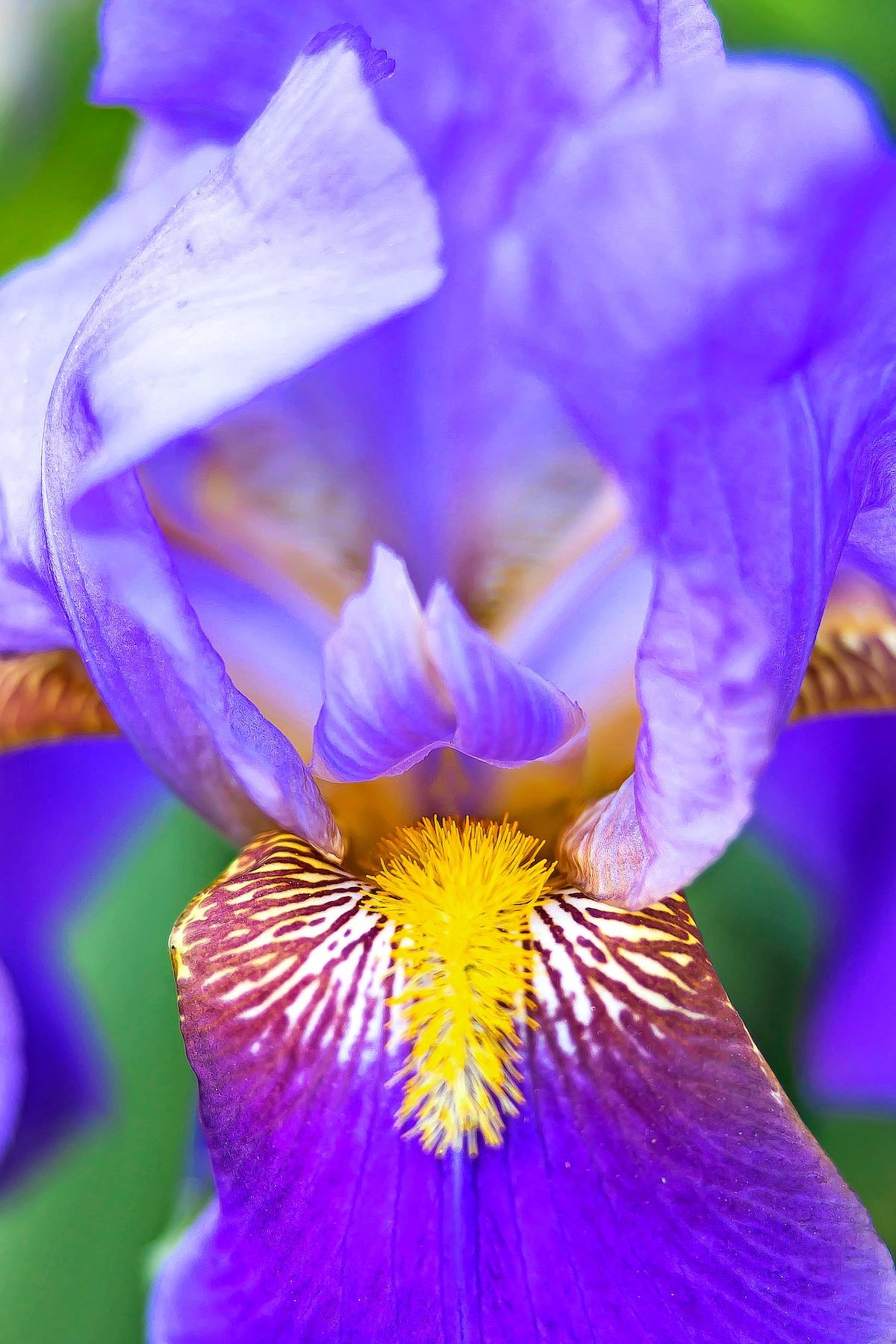 Tipos de flores de iris y hechos que debe saber