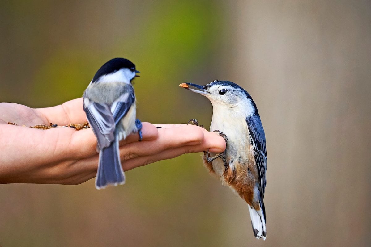 Alimentación manual de aves: cómo hacerlo de forma segura