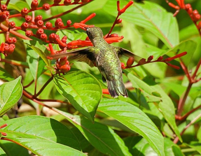 Plante Firebush nativo para atraer colibríes