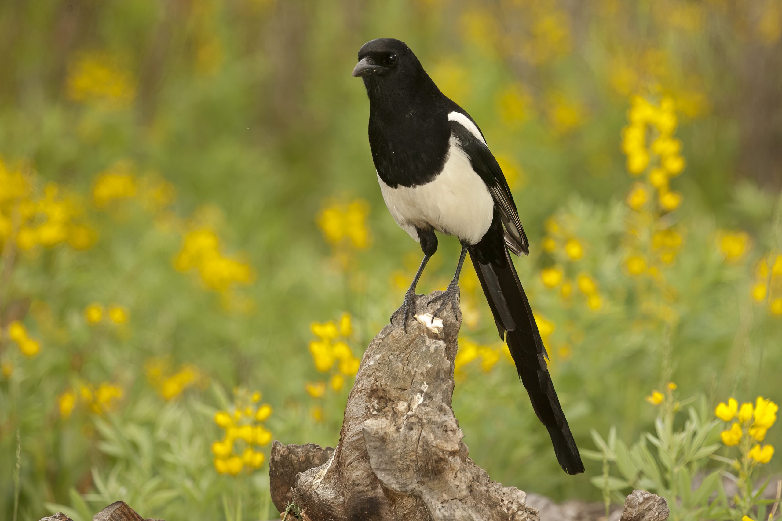 https://www.birdsandblooms.com/birding/bird-species/black-billed-urraca/