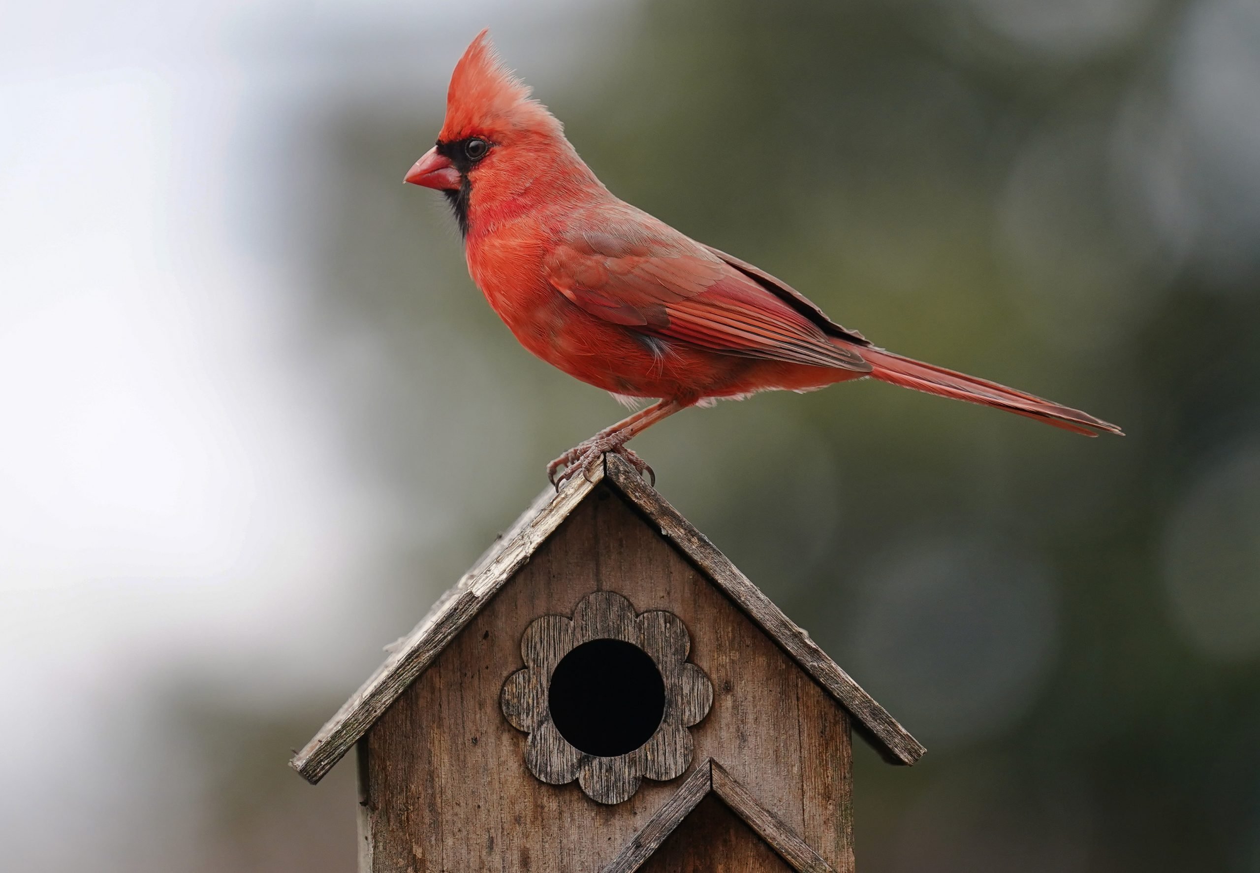 Respuestas a sus preguntas sobre la Casa del Pájaro Cardenal