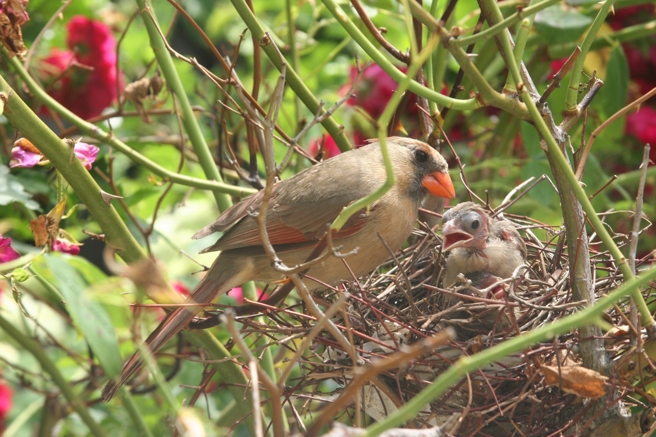 Todo sobre un nido cardenal y hábitos de anidación