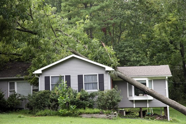 Cómo reparar y cuidar árboles dañados por tormentas
