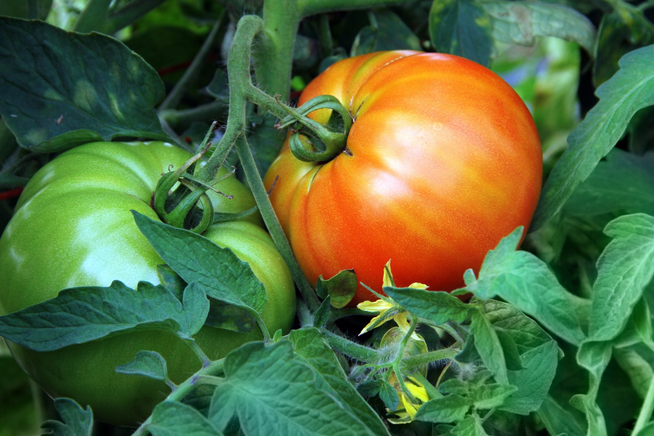 Los 14 mejores consejos para el cultivo de tomates para la mejor cosecha