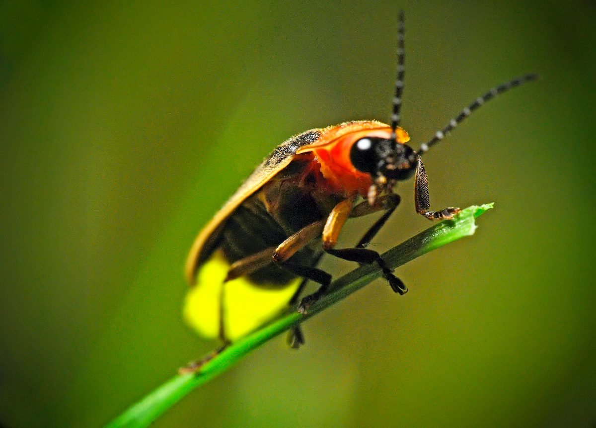 Datos reveladores de los insectos relámpago que no sabías