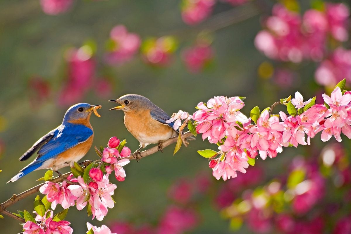 Los pájaros azules del este aman los espacios abiertos