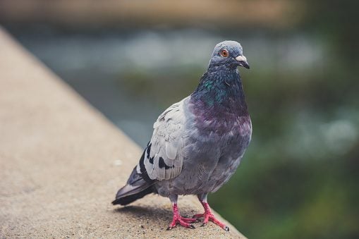 Por qué las palomas son tan incomprendidas