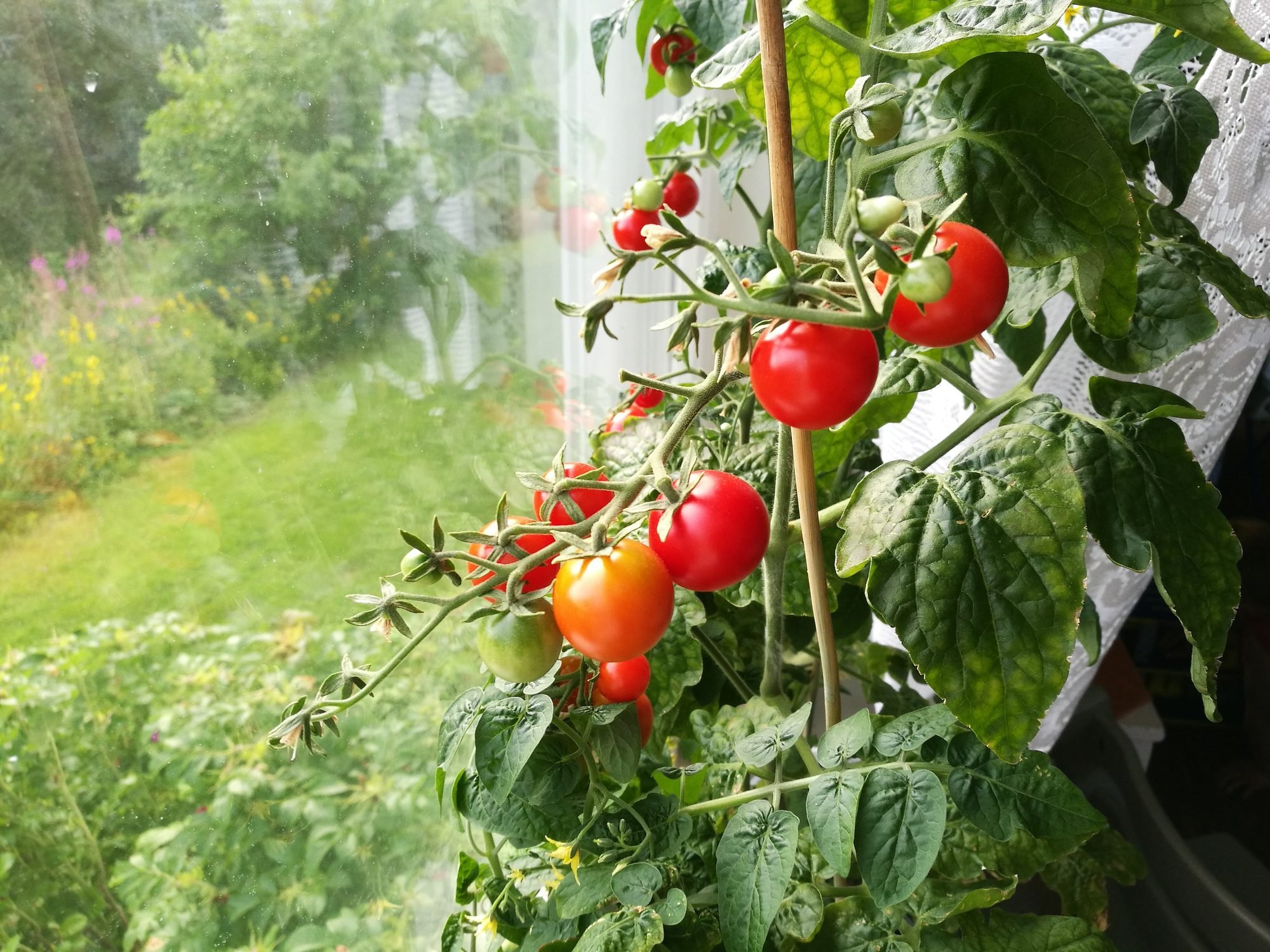 Los 5 mejores consejos para cultivar tomates en interiores (de un experto en tomates)