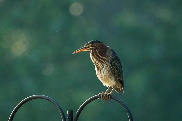 Consejo de fotografía de aves: Practique en su patio trasero
