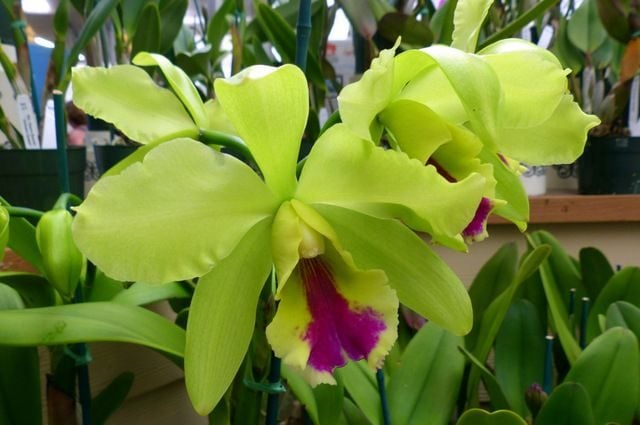 Orquídeas en crecimiento: Cattleya | Jardinería en contenedores