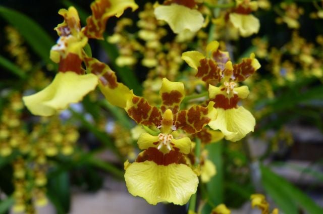 Orquídeas en crecimiento: Oncidium o dama bailarina
