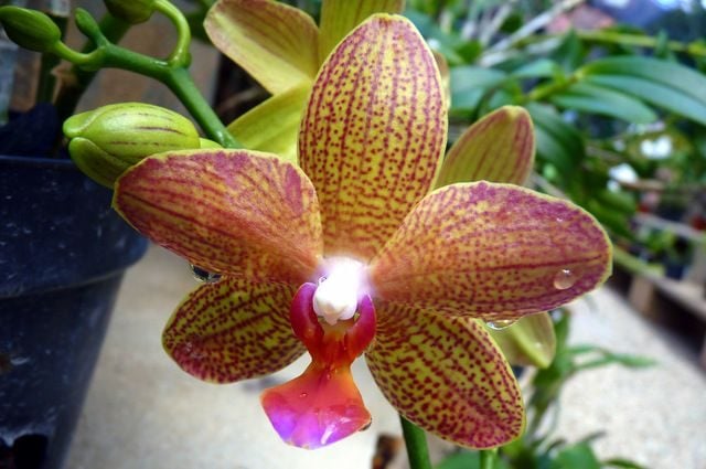 Orquídeas en crecimiento: Phalaenopsis | Jardinería en contenedores