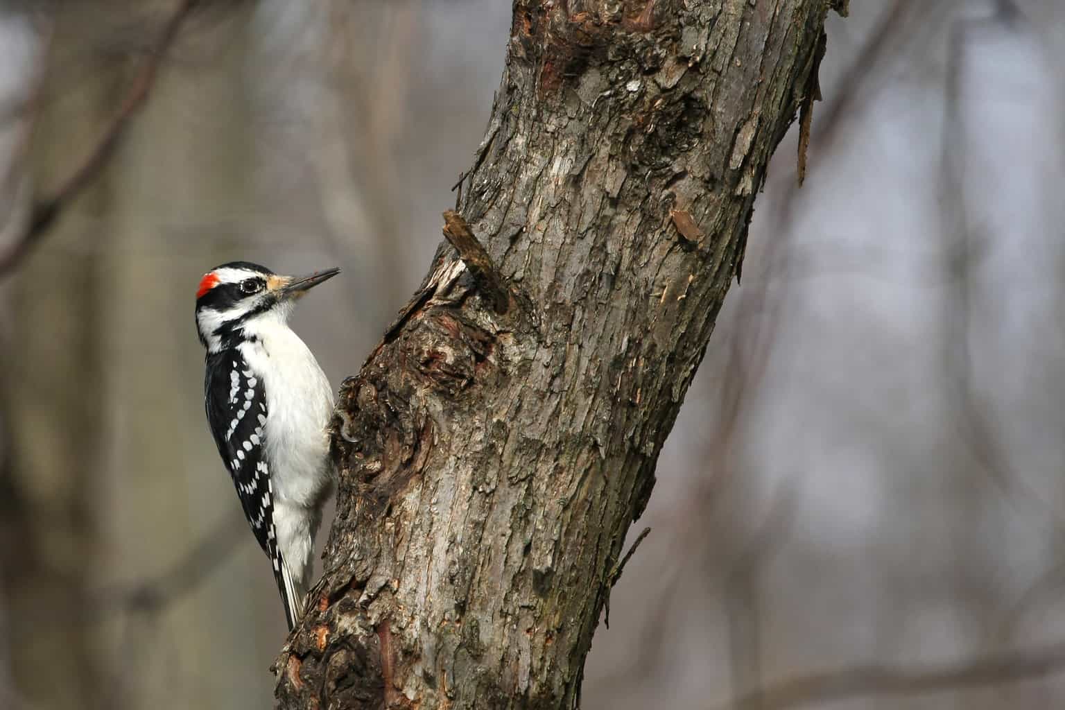 Hairy vs Downy Woodpecker: diferencias y similitudes