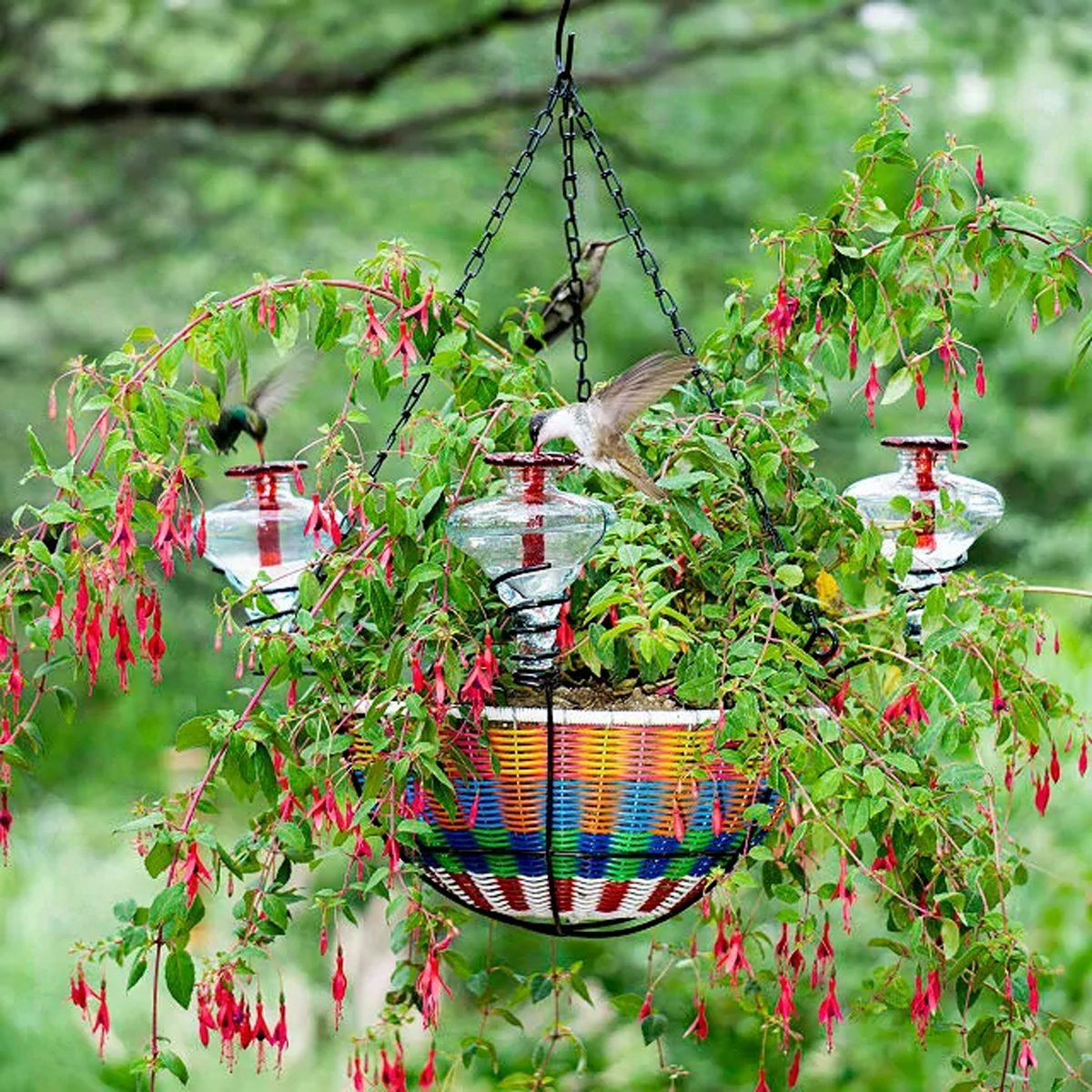 Encontramos el mejor comedero para colibríes con cesta colgante