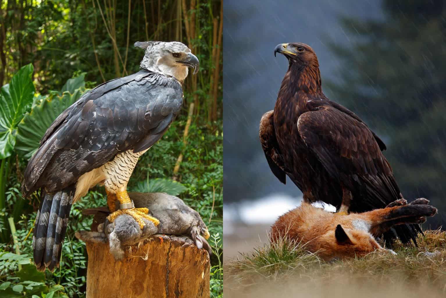 Águila arpía vs. Águila real: dos magníficos depredadores del ápice