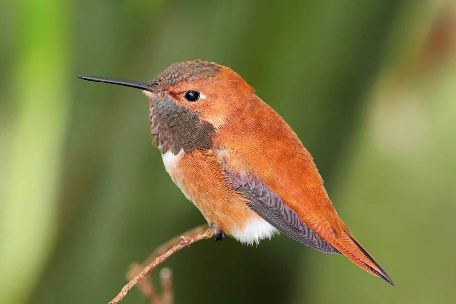 8 especies de pájaros diminutos para detectar