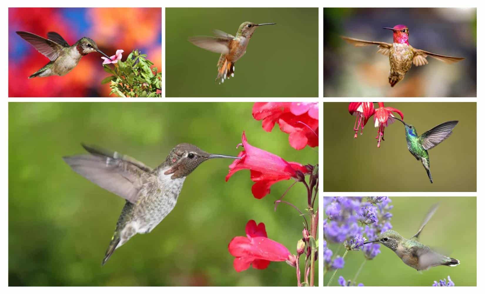 7 especies que podrían estar en tu patio trasero