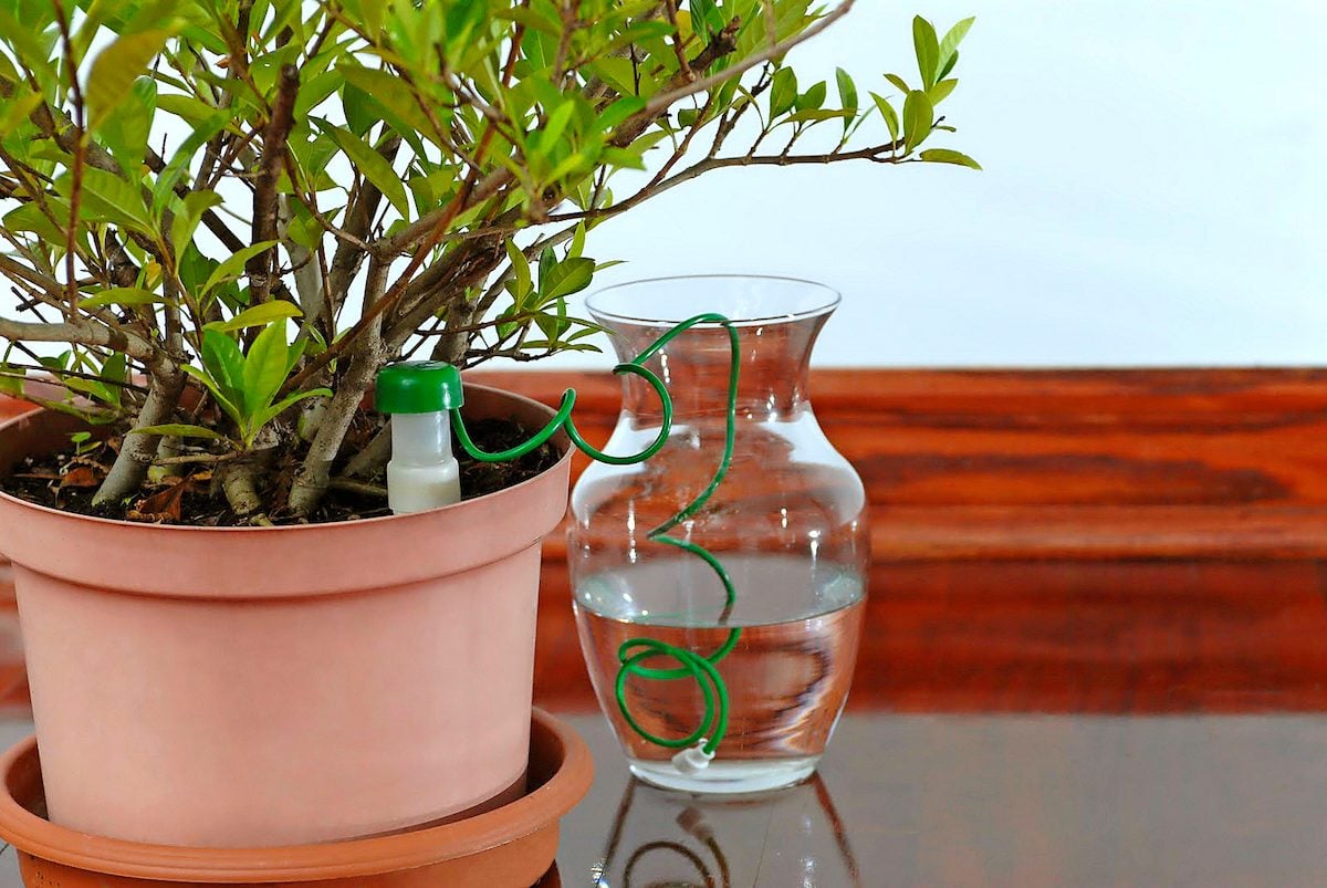 Riego fácil: 6 productos para regar plantas que nos encantan